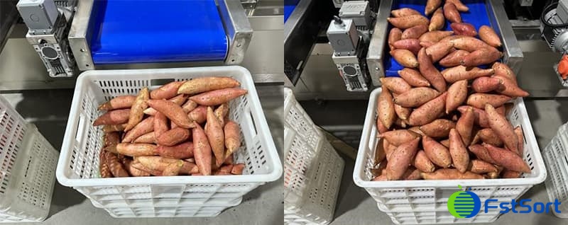 images/1705649679083sweet potato grading line.jpg